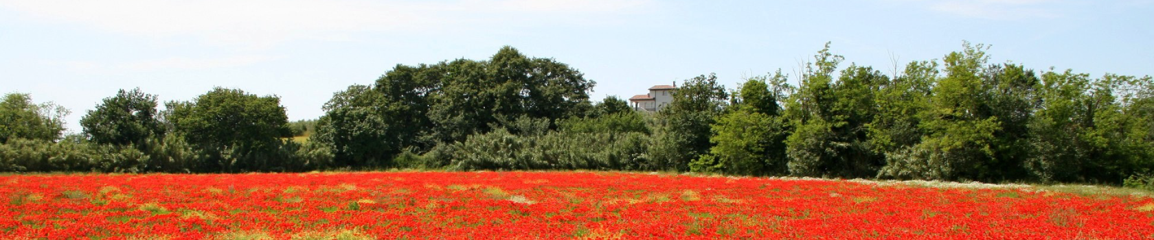 fiori-rossi